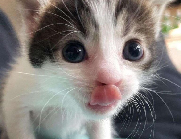 active learn parent guide fparentips