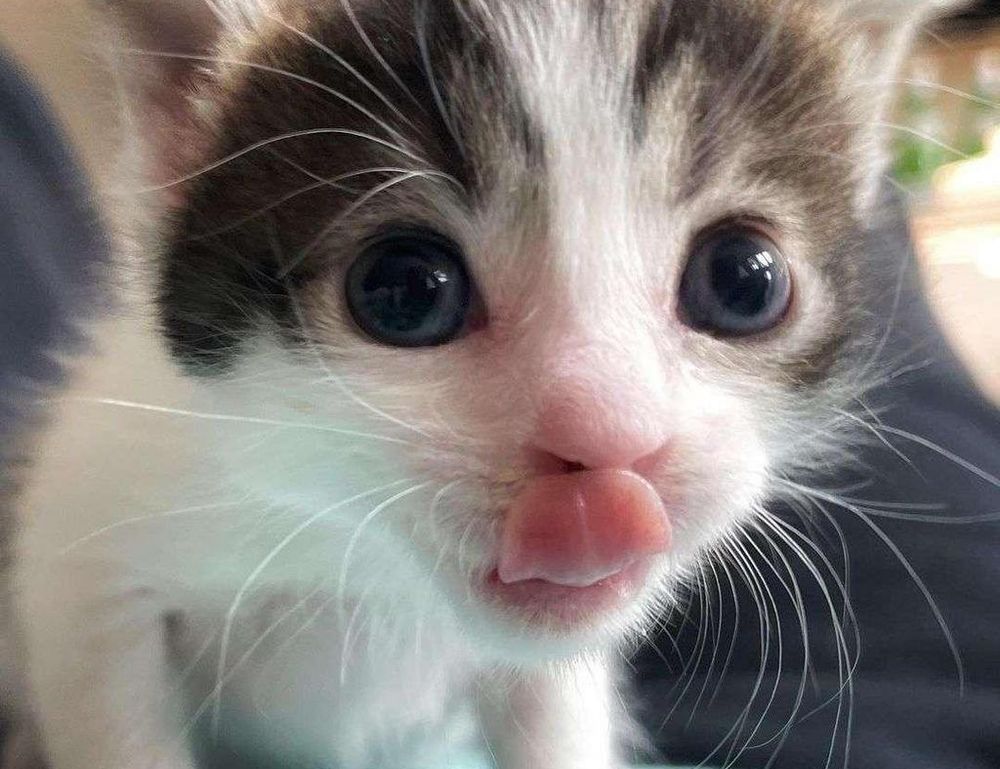 active learn parent guide fparentips