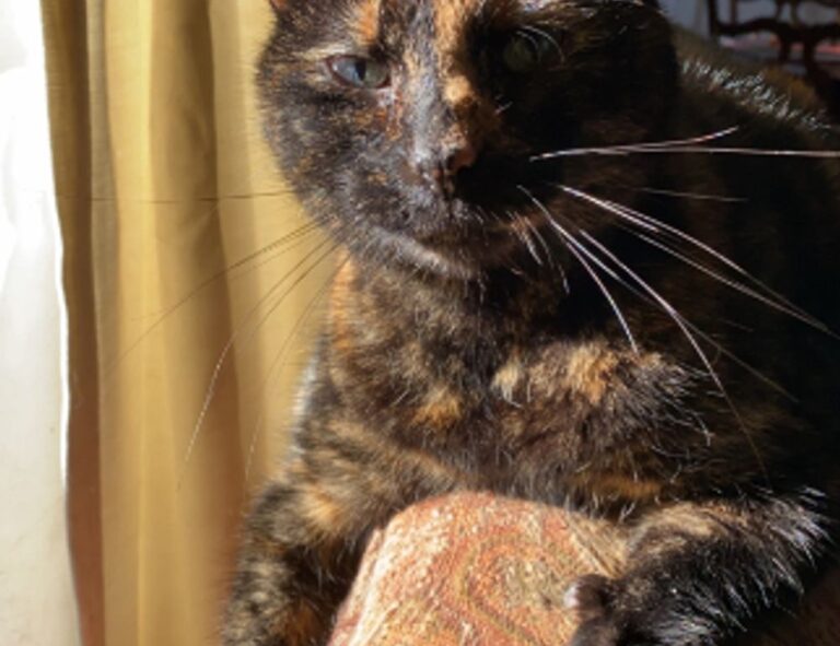 active learning advice fparentips