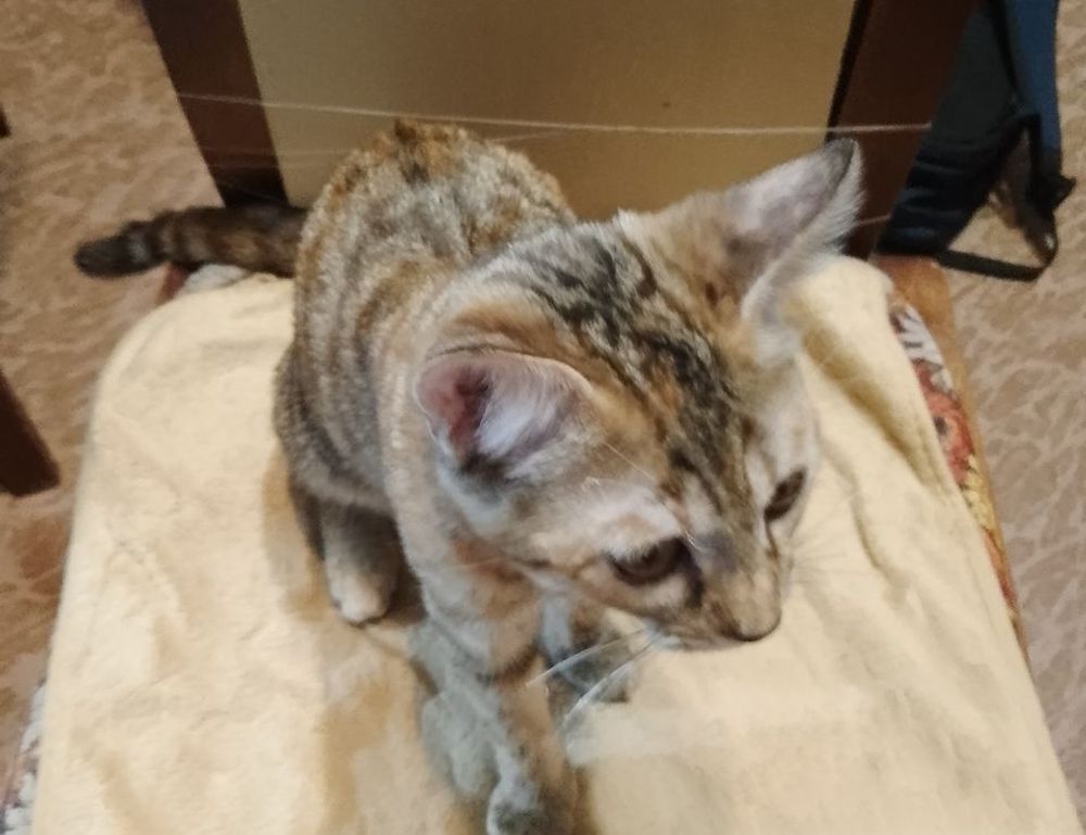 active learning fparentips