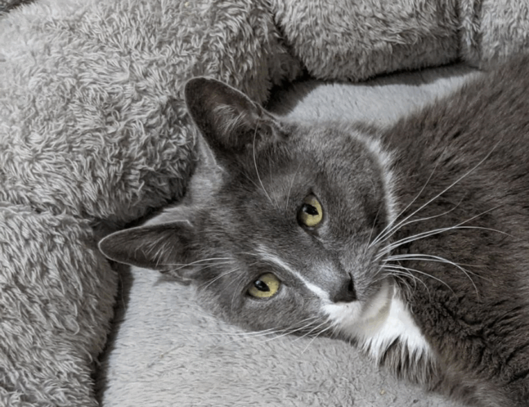 active learning guide fparentips