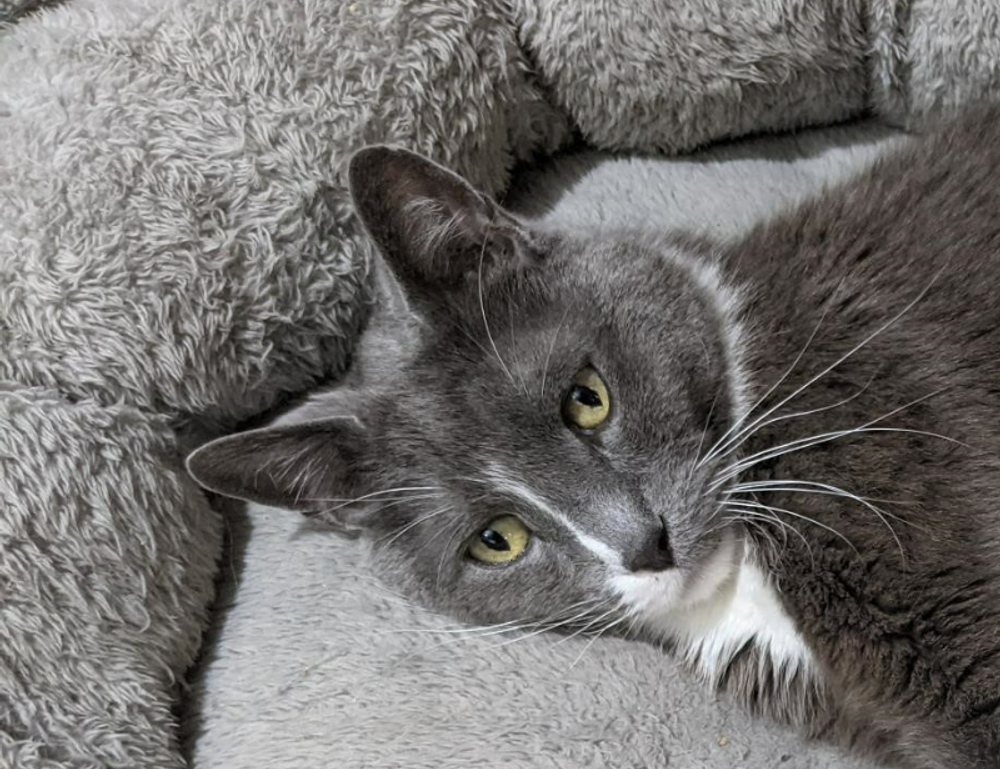 active learning guide fparentips