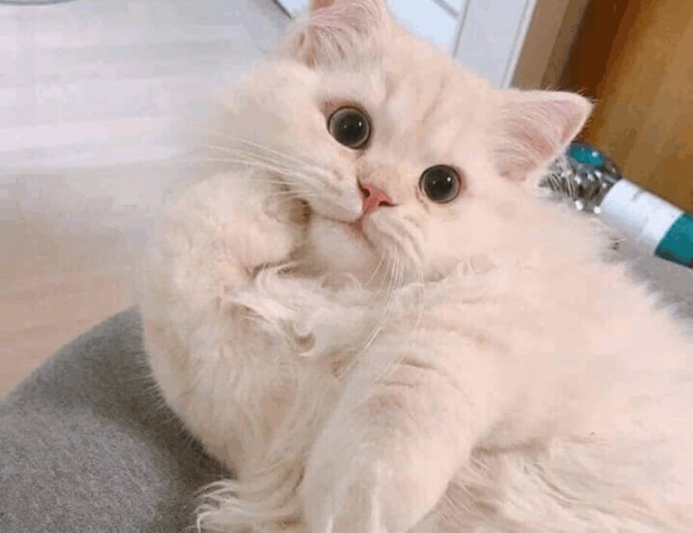 connection advice fparentips