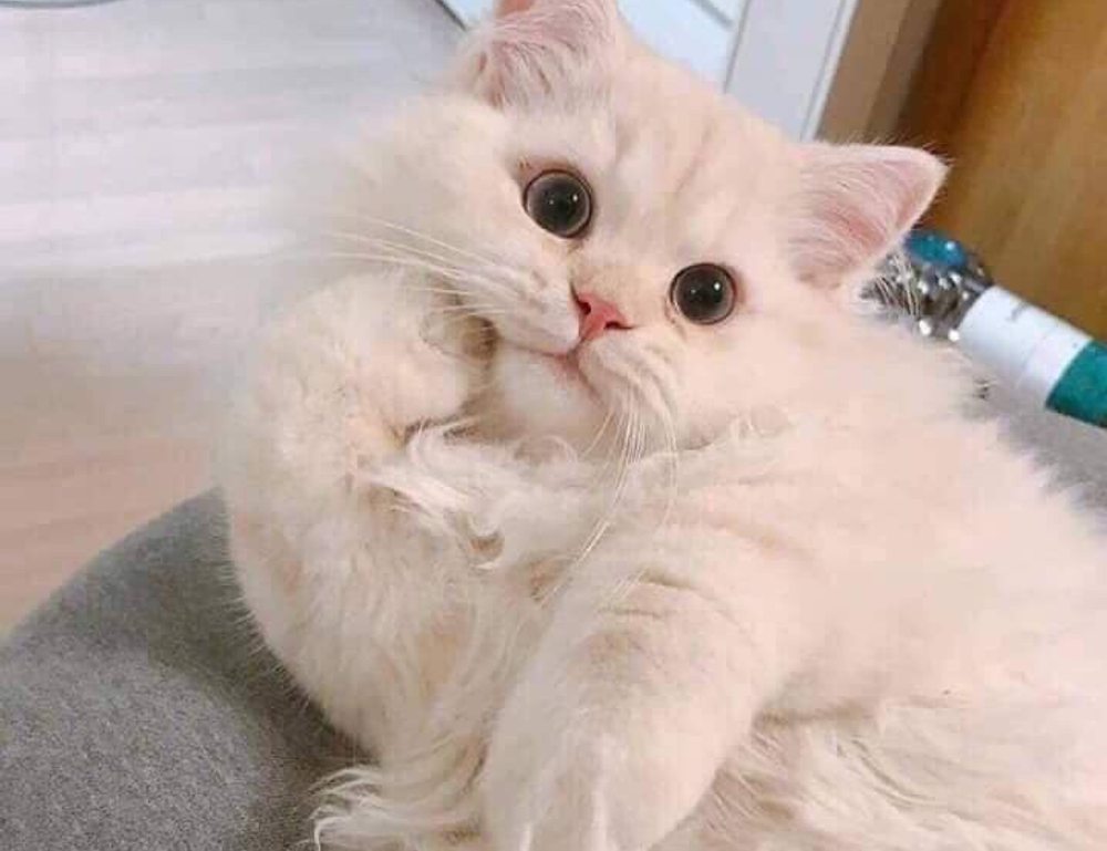 connection advice fparentips