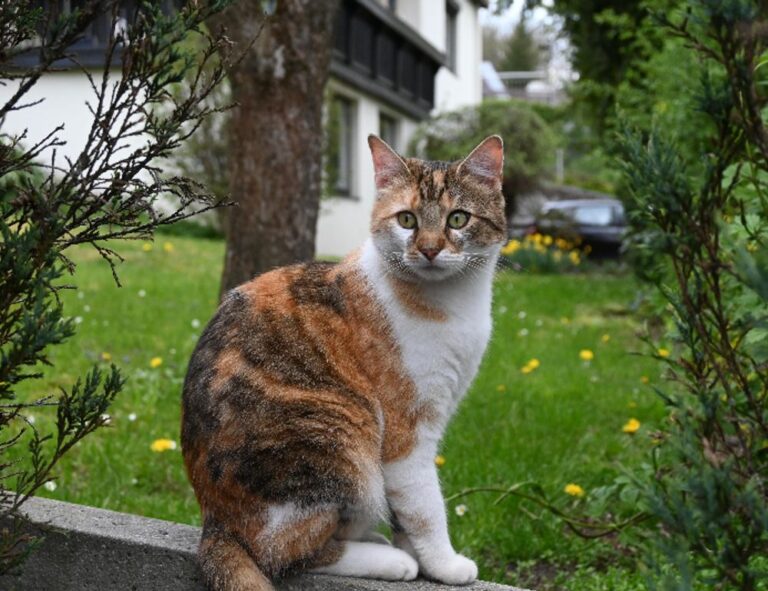 health guide fparentips