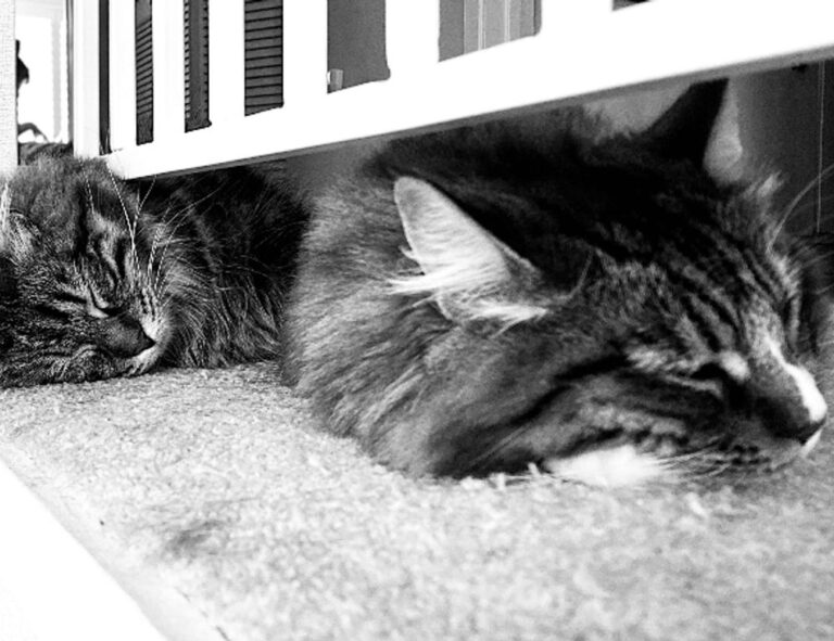 health hacks fparentips