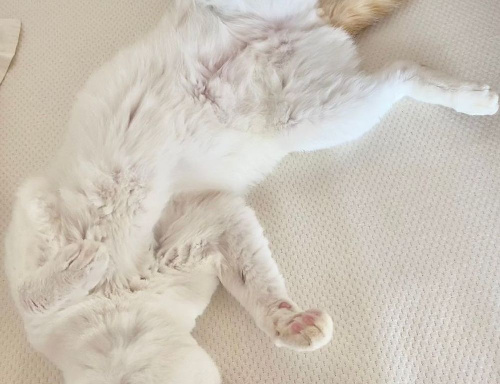 how long can i live with pavatalgia