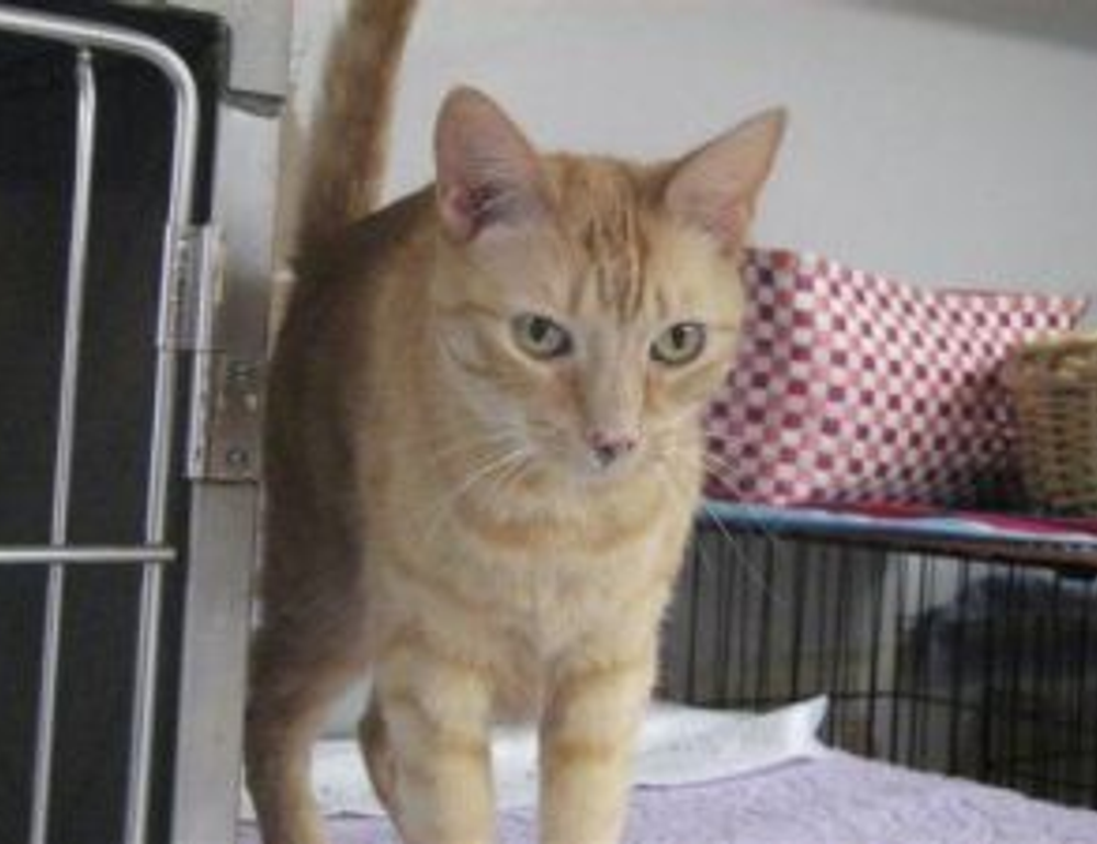 learning with games fparentips