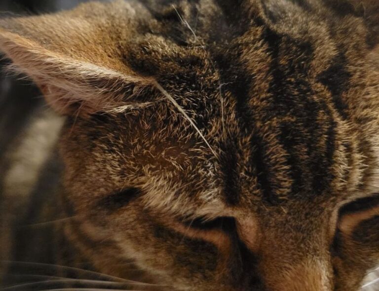 nutrition guide fparentips