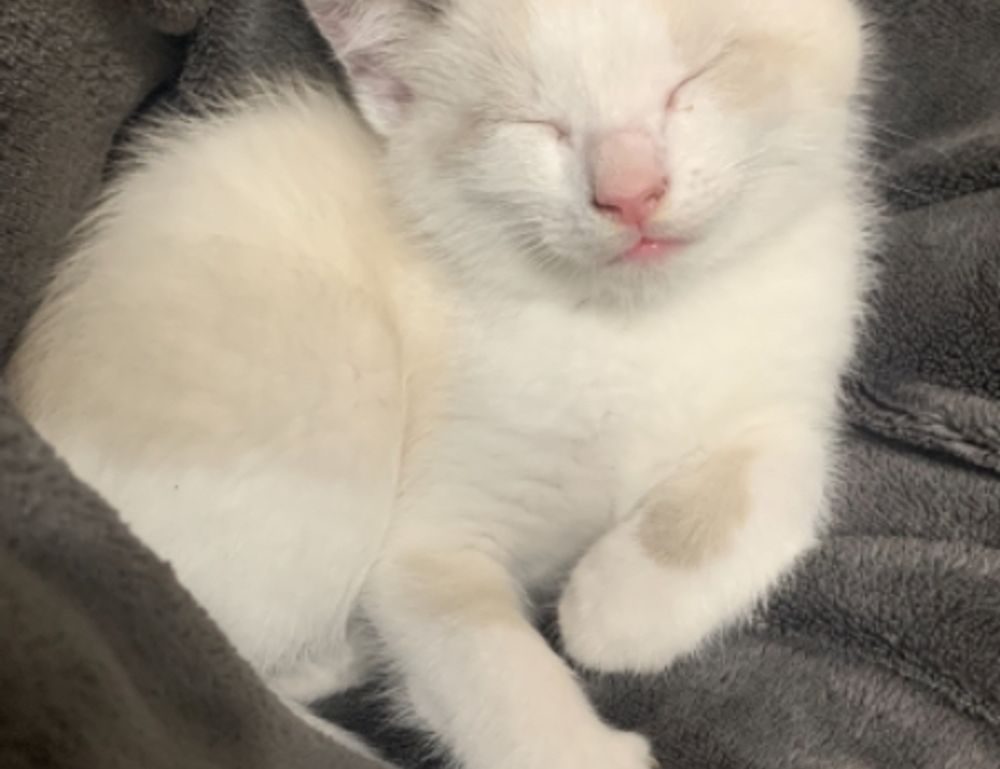 playing lessons fparentips