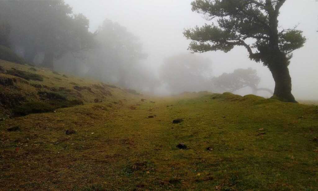 playing lessons fparentips