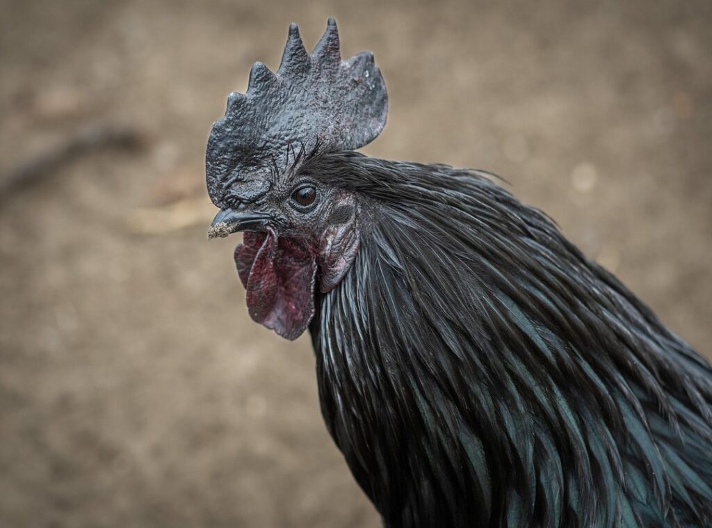 darah haid berketul seperti hati ayam