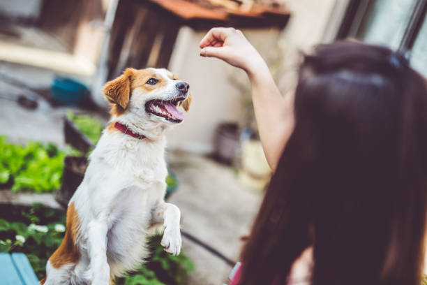 Young caucasian woman feeding her dog in backyard and have fun.