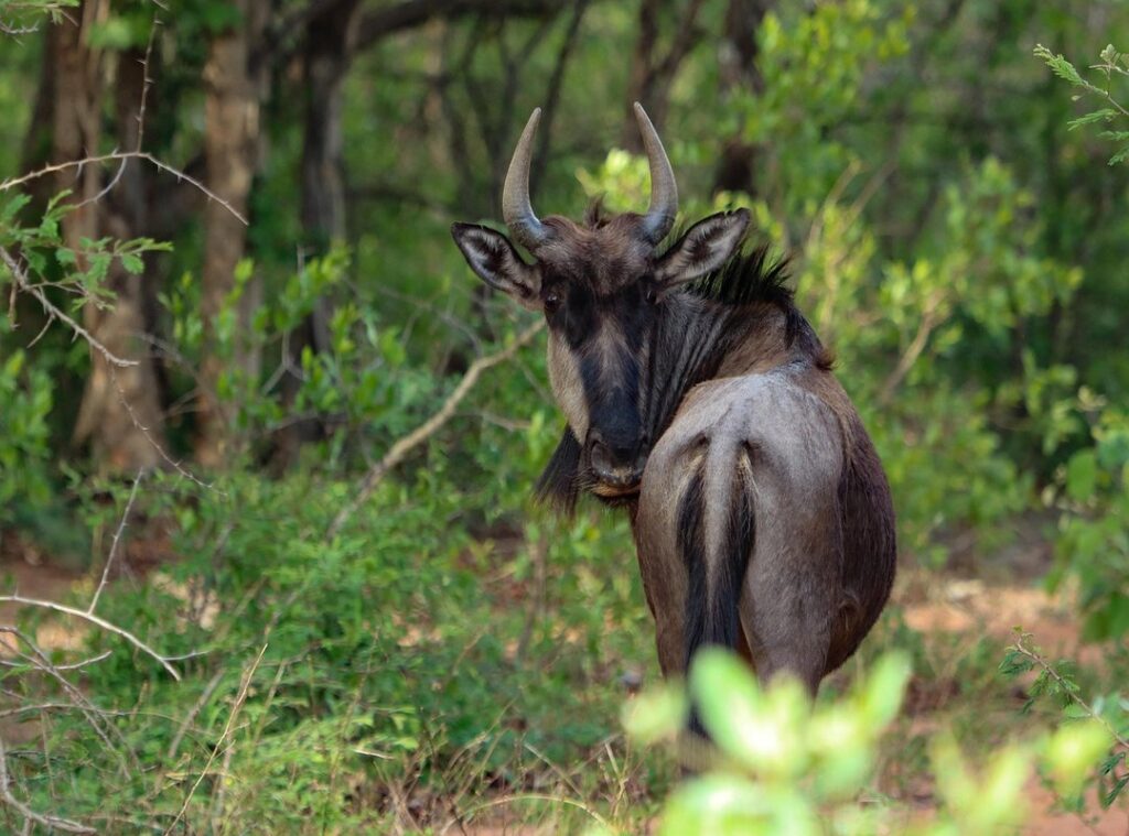 wildebeest crossword clue 3 letters